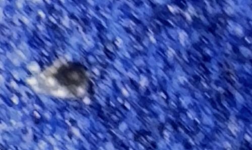 Varied Carpet Beetle