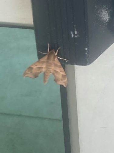 Hummingbird Hawk-moth