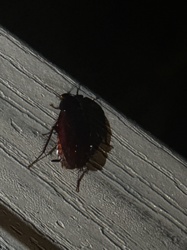 American Cockroach
