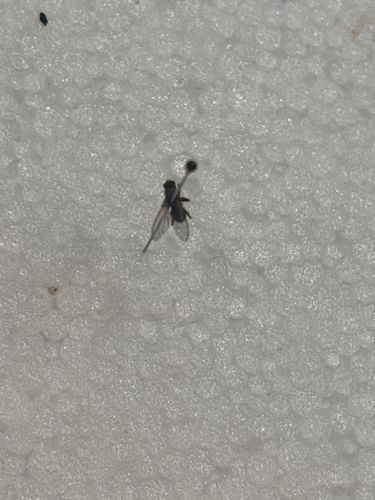 Sphaerocerid Fly, Lesser Dung Fly