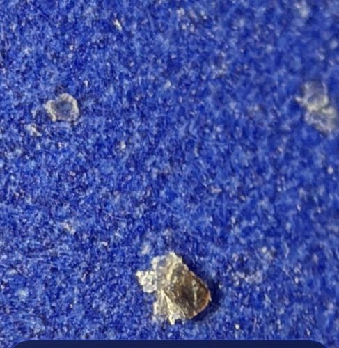 Human Skin Flake / Debris (Not an insect)