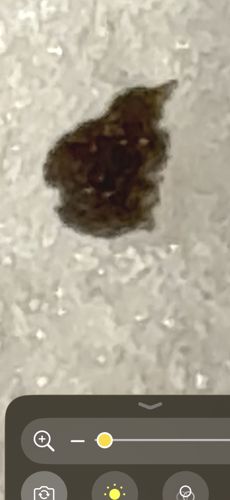 Masked Hunter Nymph (Camouflaged)