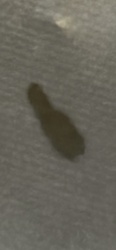 Case-bearing clothes moth (larva)
