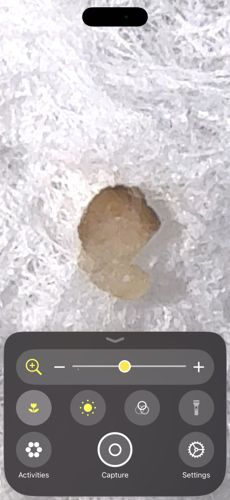 Common Bed Bug