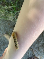 Eastern Tent Caterpillar