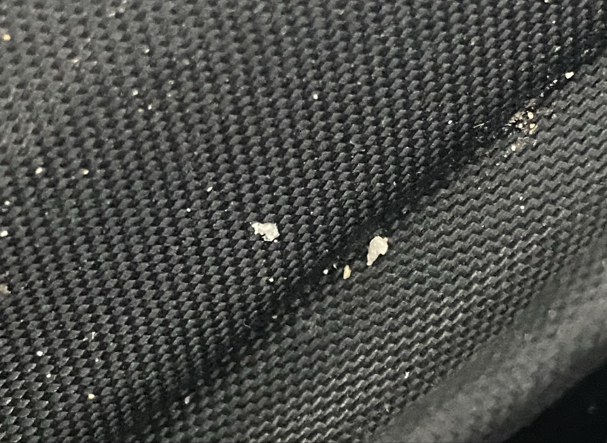 Case-bearing clothes moth (larva/case)