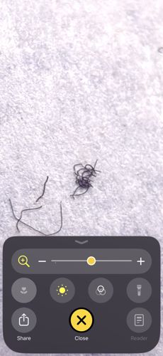 Horsehair Worm