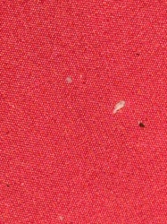 Carpet Beetle (Larva)