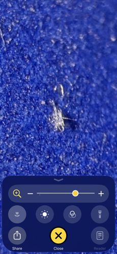 Bird Mite