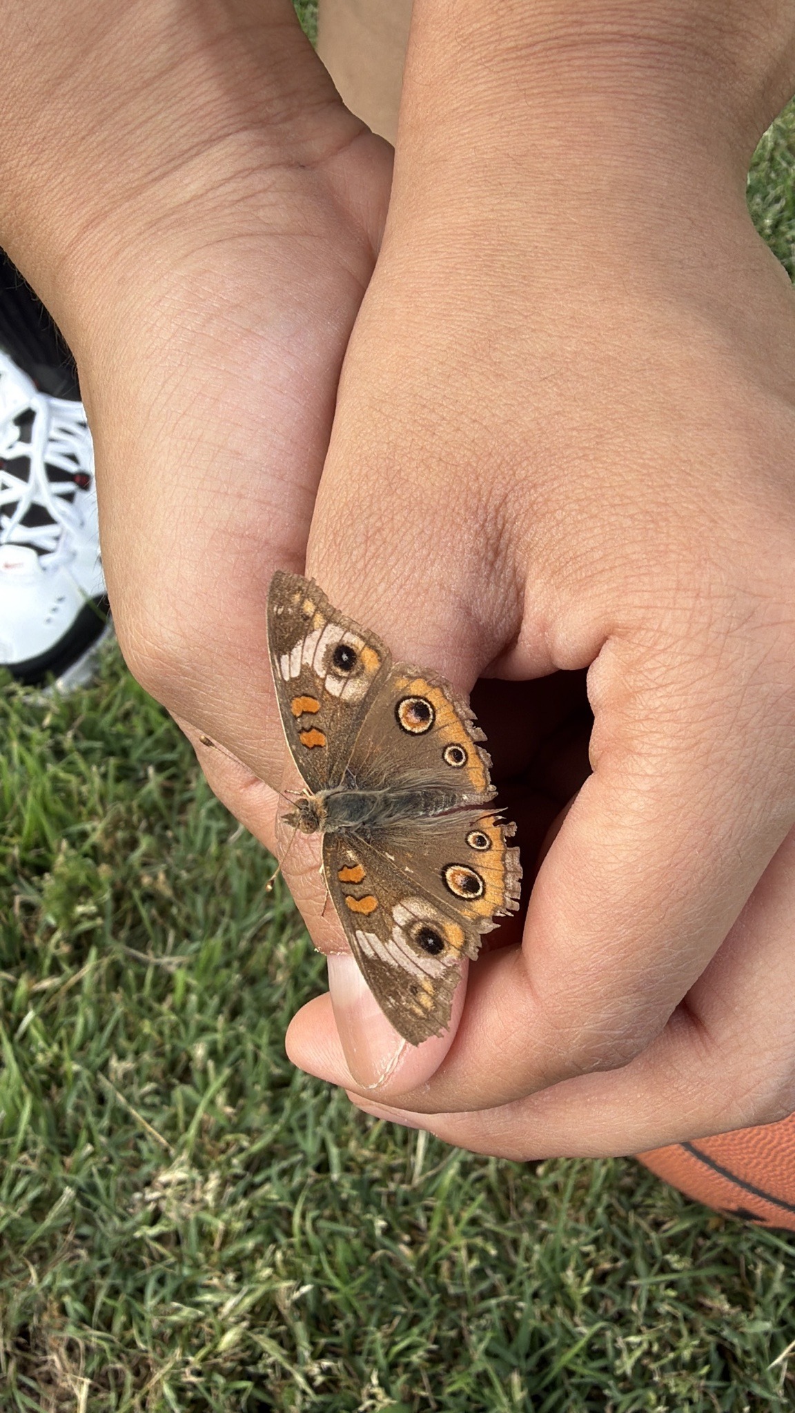 Common Buckeye