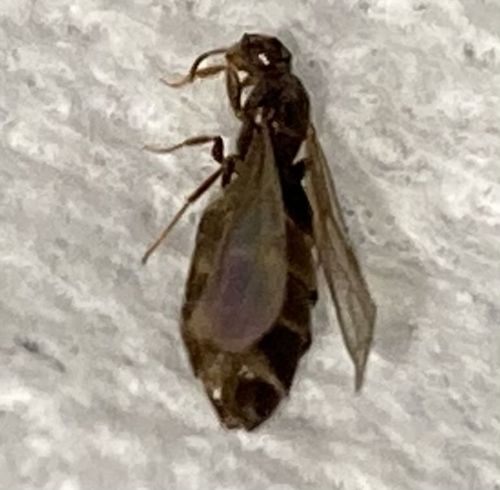 Winged Ant (Alate)