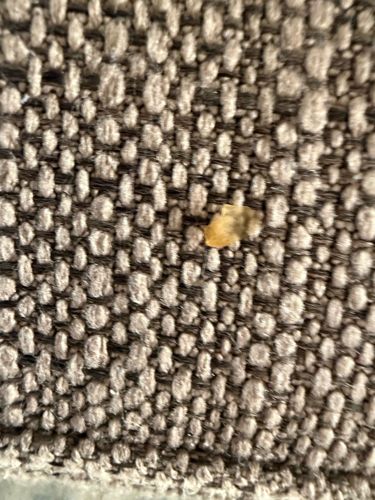 Bed Bug (Exuviae/Shed Skin)