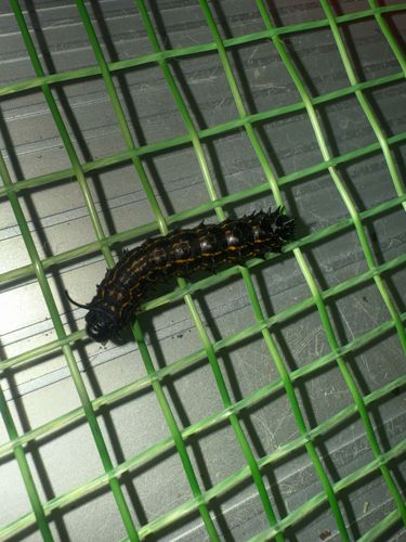 Black Swallowtail Caterpillar