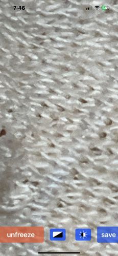 Carpet beetle larvae (likely varied carpet beetle)