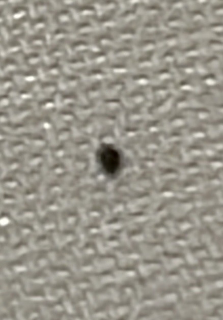 Carpet Beetle