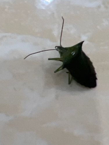Spiny-shouldered Stink Bug