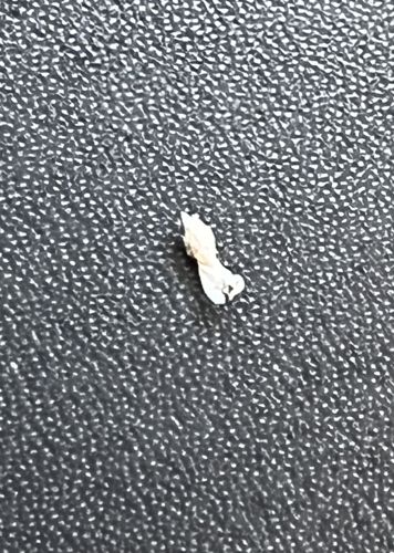 Bird Poop Frog (or Bird Dung Spider mimic)