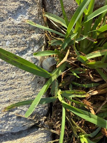 Grub Worm (specifically a scarab beetle larva)