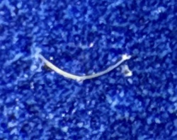Plume Moth