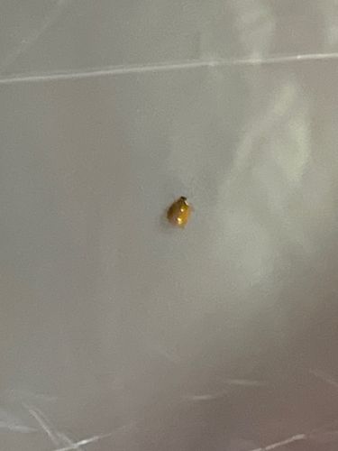 Ladybug (or Ladybird beetle)