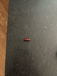 Confused Flour Beetle