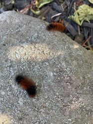 Woolly Bear Caterpillar (larva of Isabella Tiger Moth)