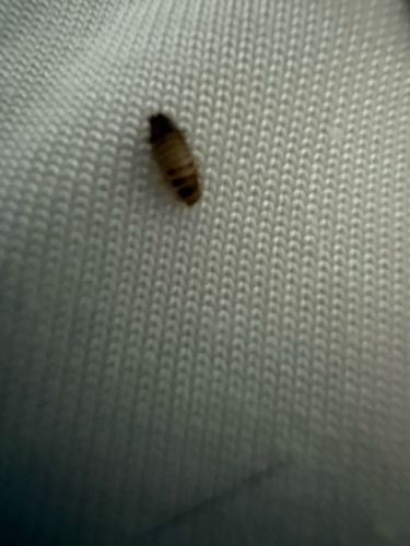 Carpet beetle larva