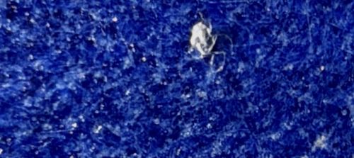 Aphid (Shed Skin / Exuvia)