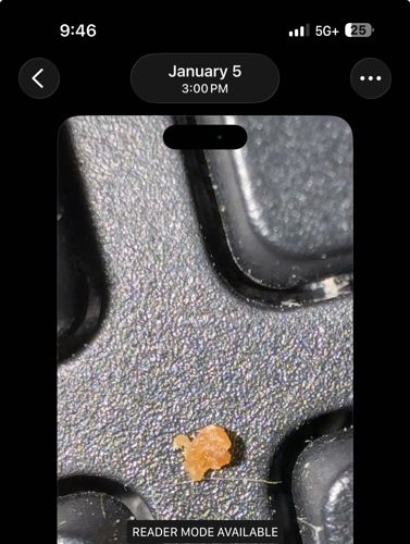 Inconclusive (Likely Non-Insect Debris or Gastropod)