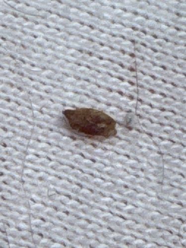 Carpet Beetle Larva (most likely Black Carpet Beetle)