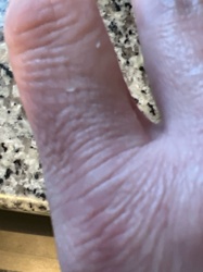 Case-bearing Clothes Moth (larva)