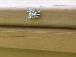 Jumping spider