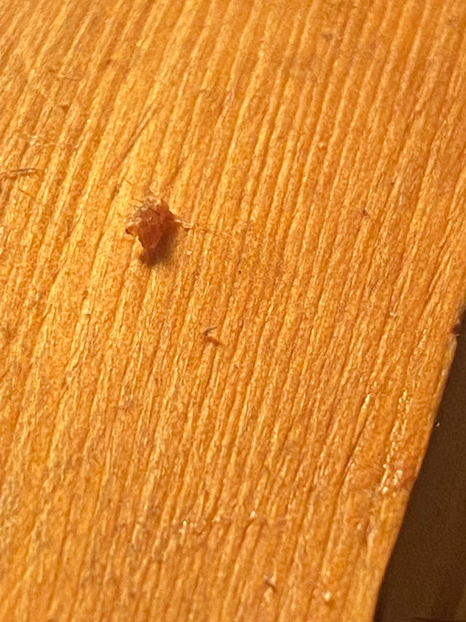 Bed Bug