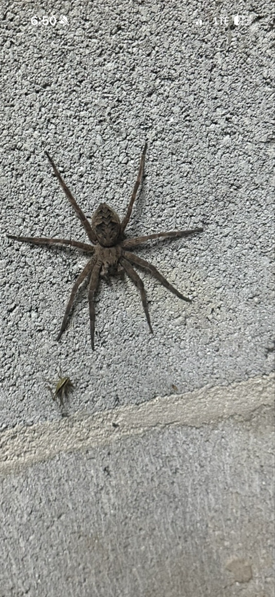 Dark Fishing Spider