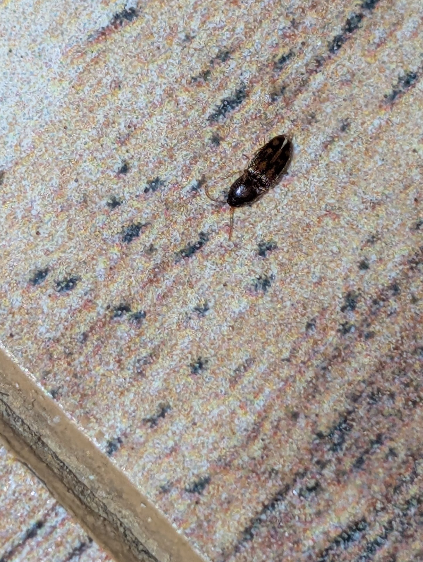 Dark-winged fungus gnat (likely)