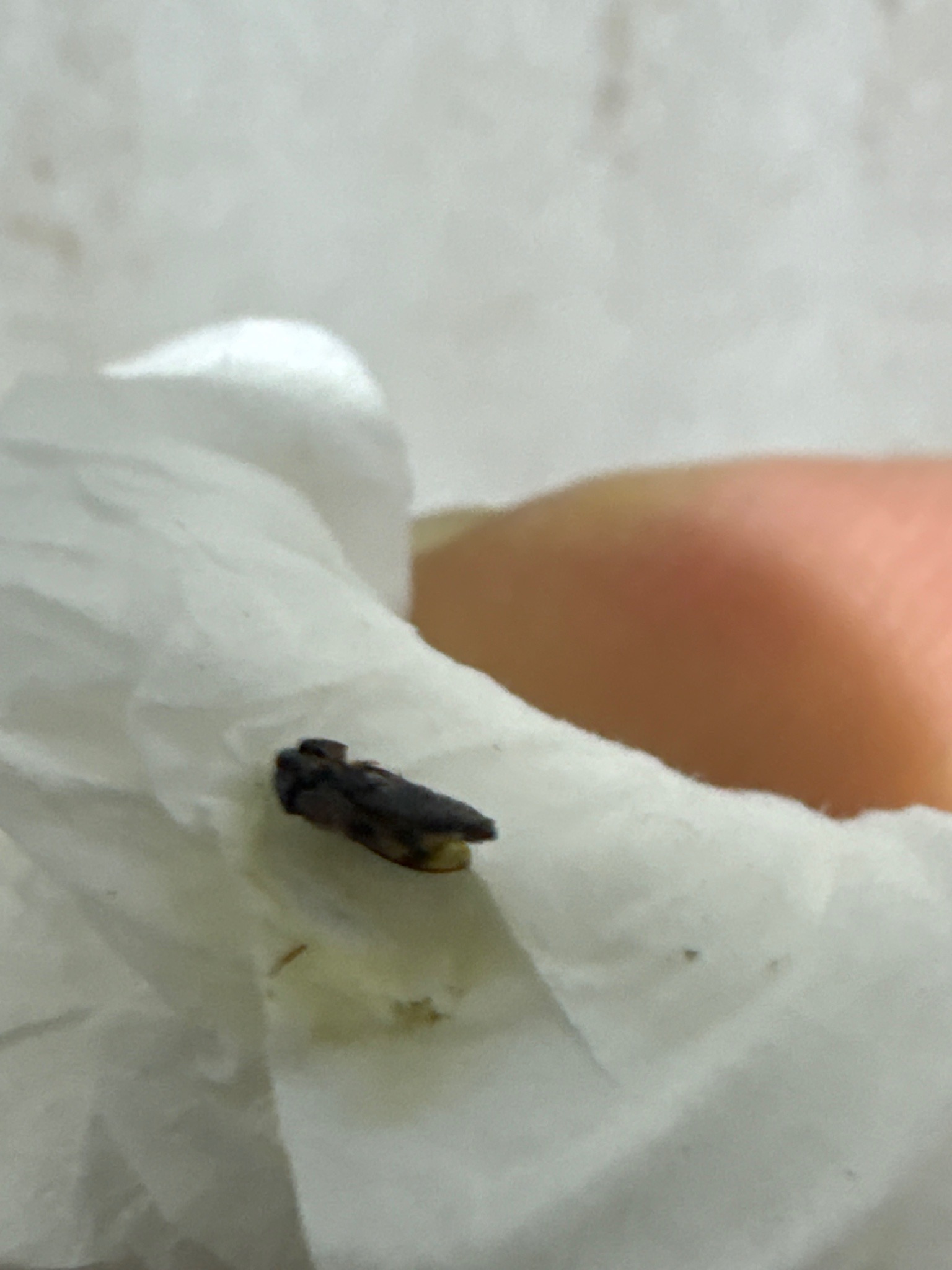 Dark-winged fungus gnat (probable)