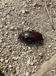 Darkling beetle (likely a mealworm beetle)