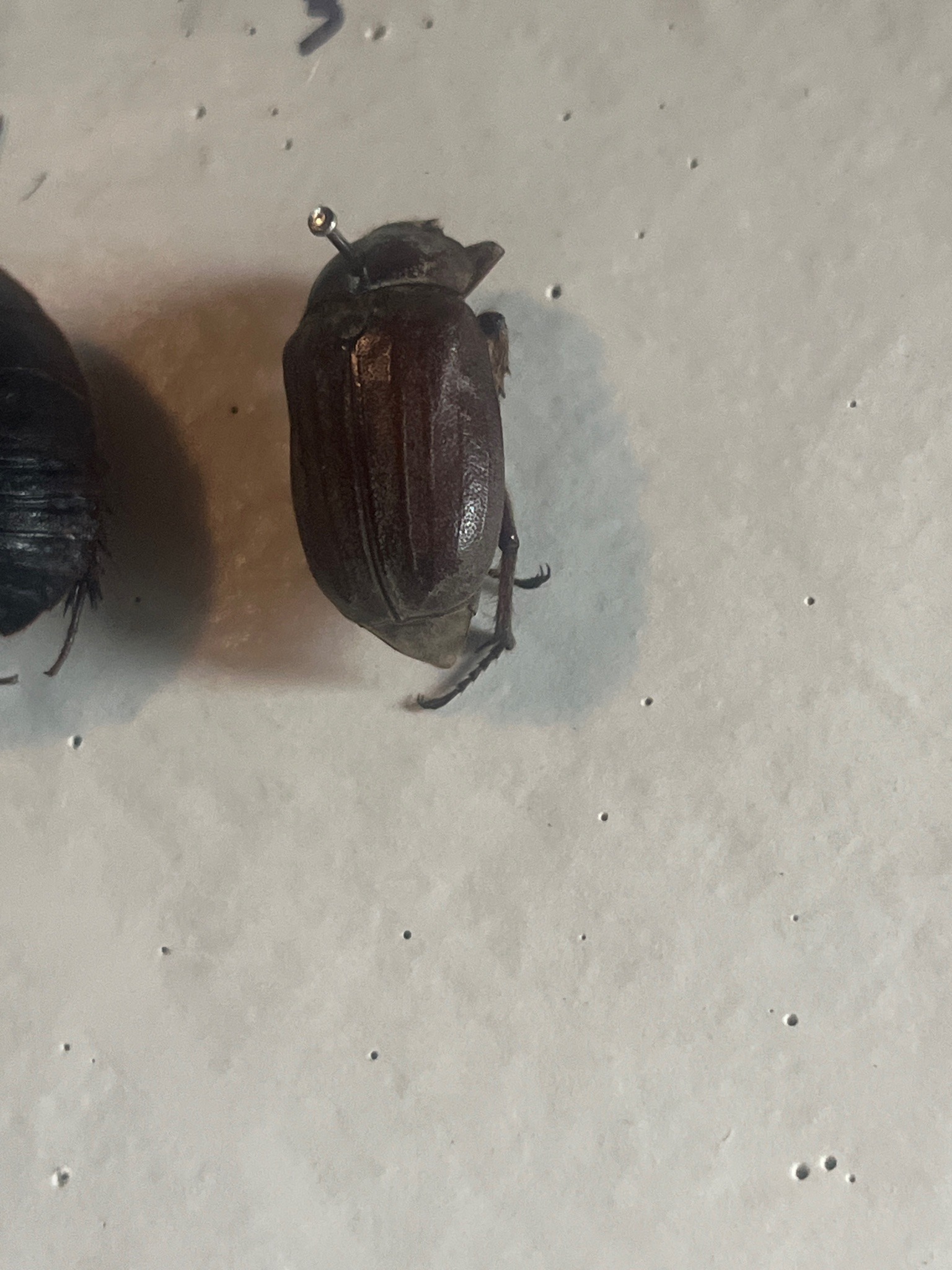 Darkling beetle (likely a stink beetle)
