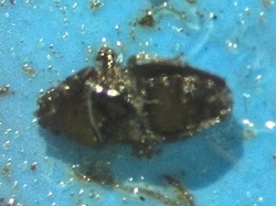 Darkling beetle (likely a stink beetle)