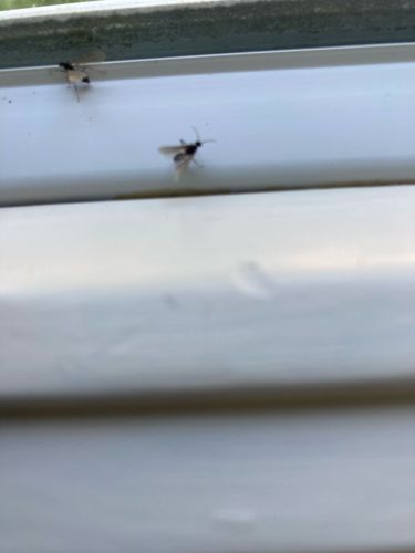 Fungus Gnat