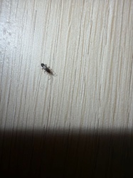 Minute Pirate Bug