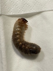 Grub (Beetle Larva)