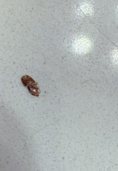 Cockroach Ootheca (Egg Case)