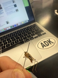 Cricket (likely a house cricket or field cricket)