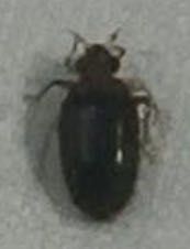 Carpet Beetle
