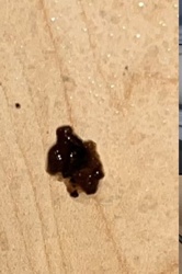 Junk Bug, Trash Bug, or Aphid Lion (Green Lacewing Larva)