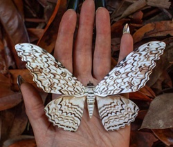 Owl Moth