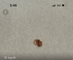 Bed Bug (Likely a nymph or recently fed adult)