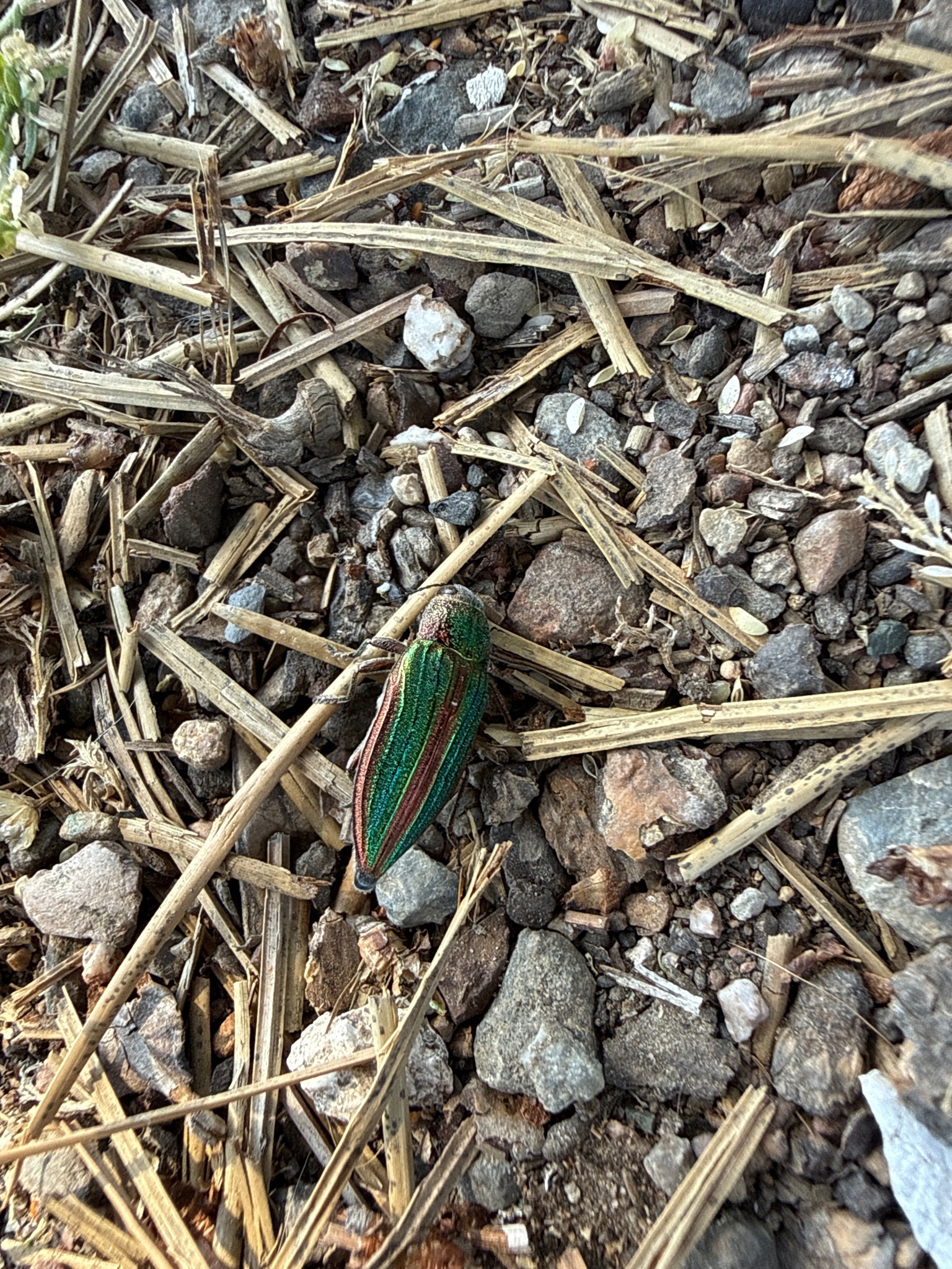 Jewel Beetle (specifically the Golden Buprestid or similar iridescent wood borer)
