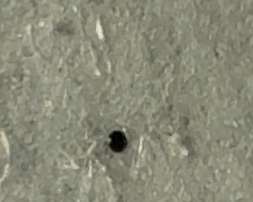 Black Carpet Beetle